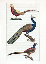 Le Paon - Le Faisan - Le Faisan Doré