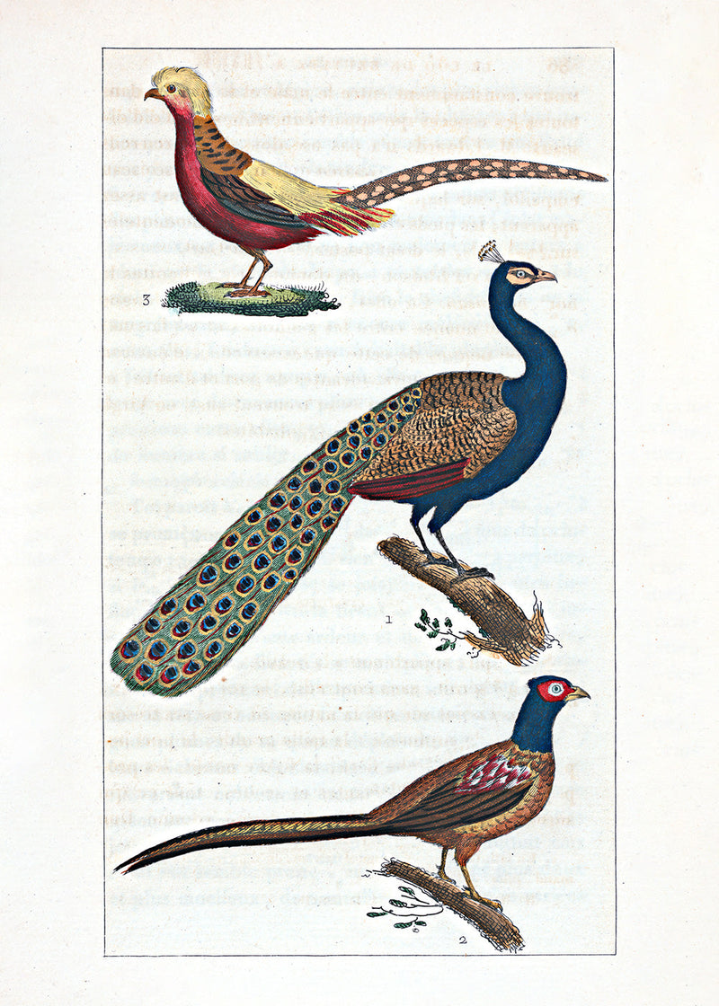 Le Paon - Le Faisan - Le Faisan Doré