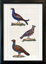 Le Tetras - Le Petit Tetras - La Gélinotte