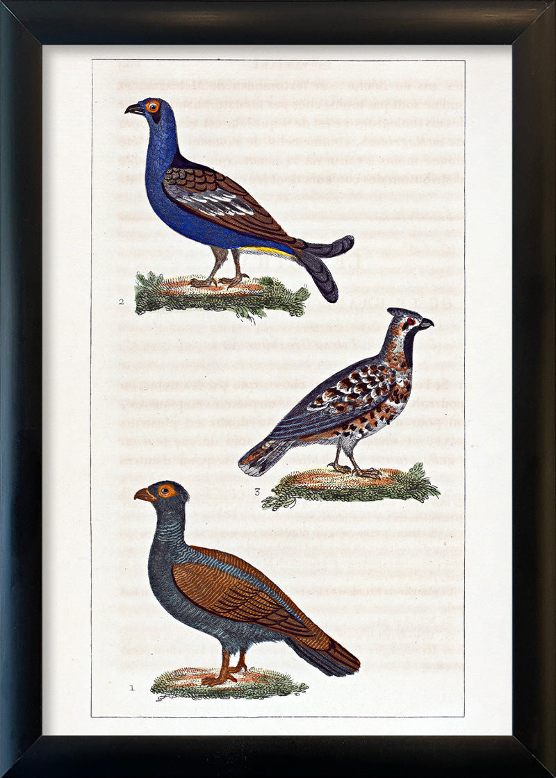 Le Tetras - Le Petit Tetras - La Gélinotte