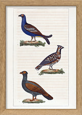 Le Tetras - Le Petit Tetras - La Gélinotte