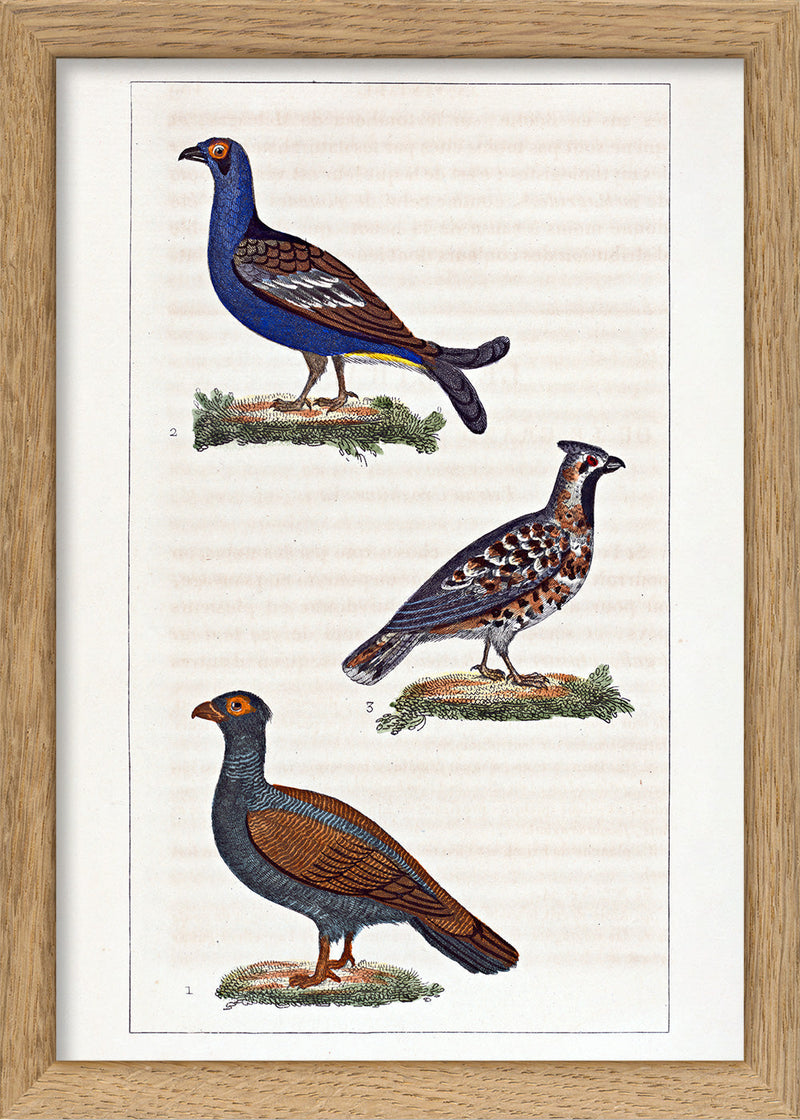 Le Tetras - Le Petit Tetras - La Gélinotte