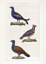 Le Tetras - Le Petit Tetras - La Gélinotte