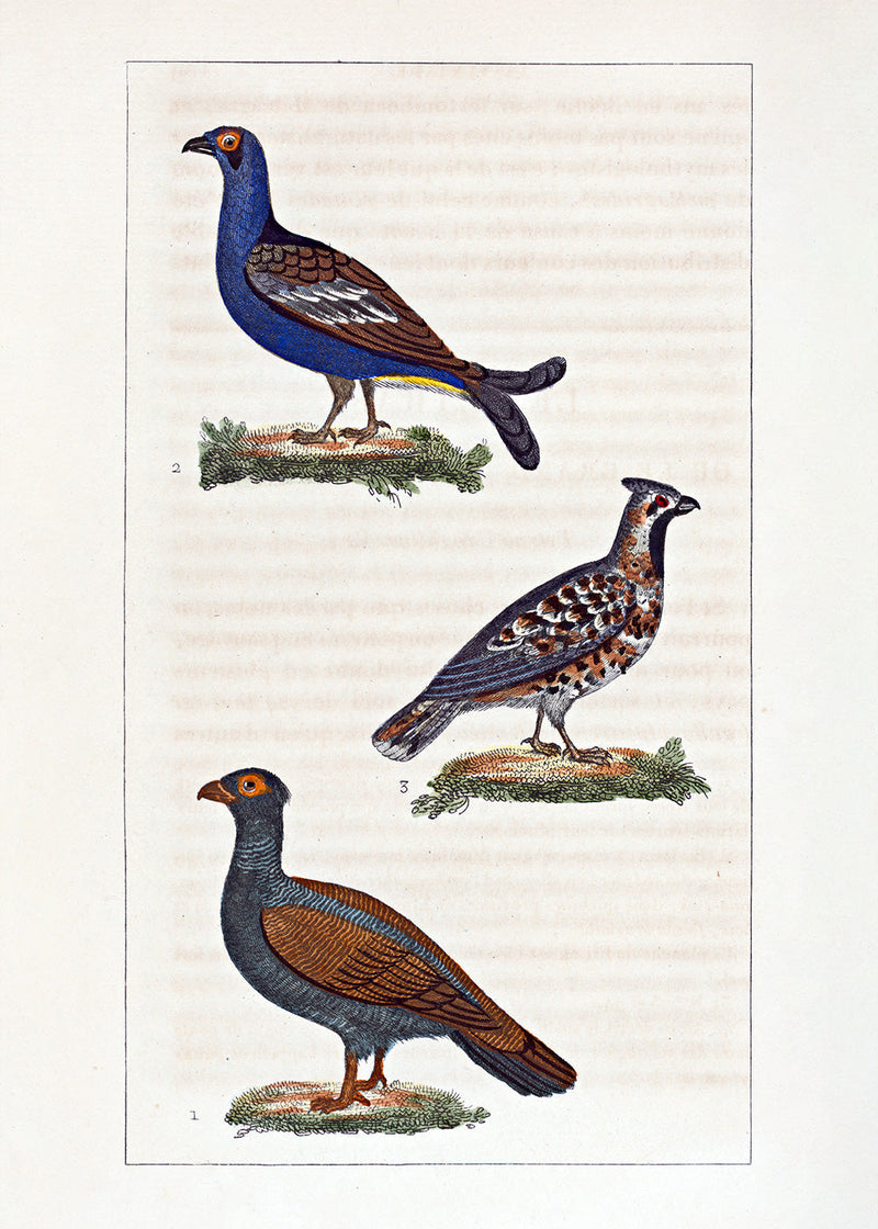 Le Tetras - Le Petit Tetras - La Gélinotte