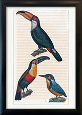 Le Toucan - Le Toucan à Gorge jaune - Le Martin Pêcheur