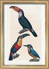 Le Toucan - Le Toucan à Gorge jaune - Le Martin Pêcheur