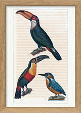 Le Toucan - Le Toucan à Gorge jaune - Le Martin Pêcheur