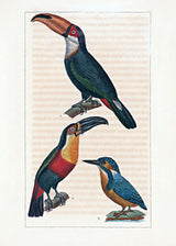 Le Toucan - Le Toucan à Gorge jaune - Le Martin Pêcheur