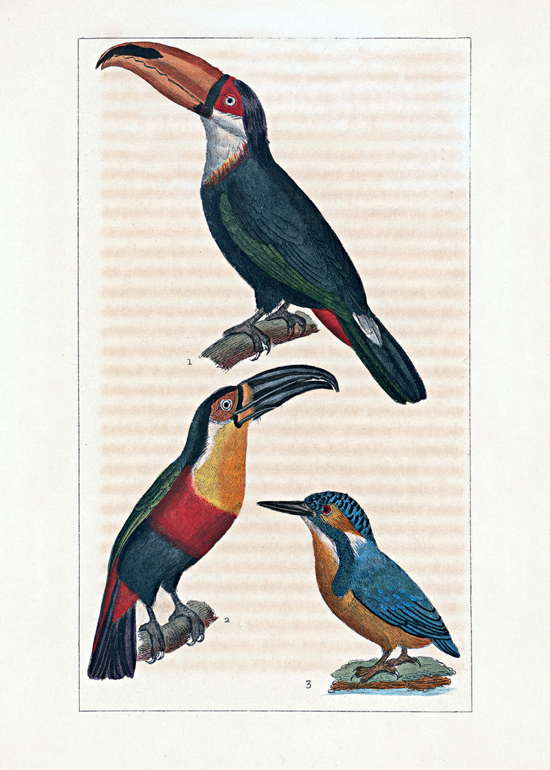 Le Toucan - Le Toucan à Gorge jaune - Le Martin Pêcheur