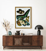 Papillon V - Outlet