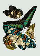 Papillon V - Outlet