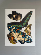 Papillon V - Outlet