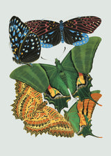 Papillon VIII