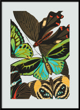 Papillon VI. Mini Print