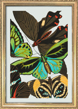 Papillon VI. Mini Print