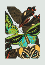 Papillon VI. Mini Print