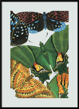 Papillon VIII. Mini Print