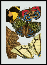Papillon X. Mini Print