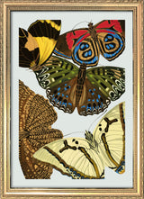 Papillon X. Mini Print