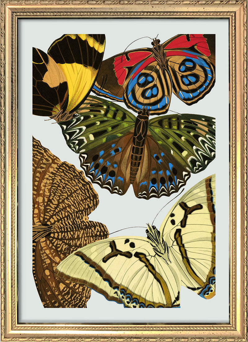 Papillon X. Mini Print