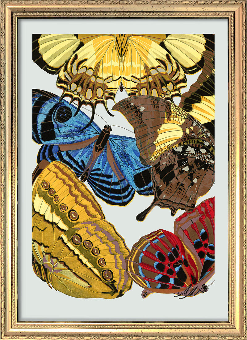 Papillon XII. Mini Print