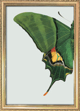 Green Butterfly Left. Mini Print