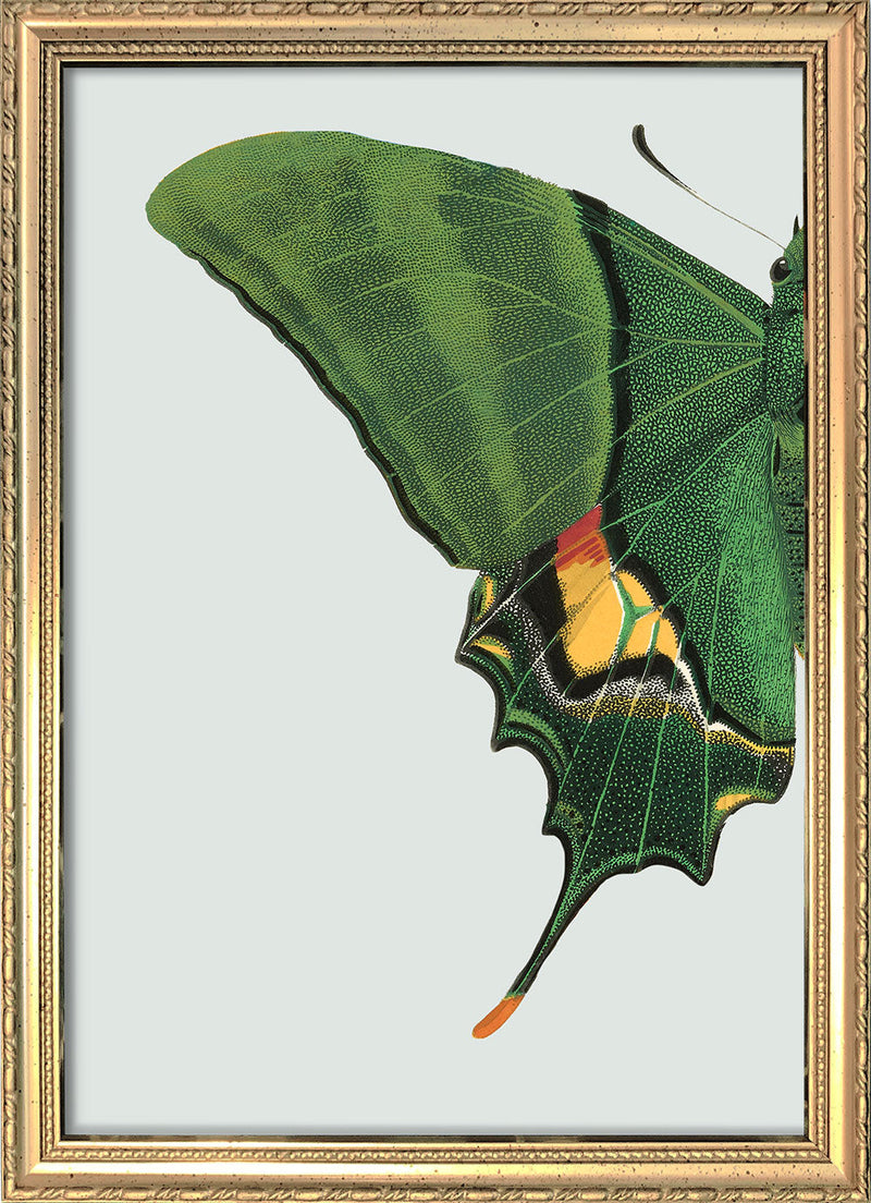 Green Butterfly Left. Mini Print
