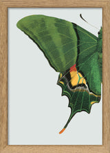 Green Butterfly Left. Mini Print