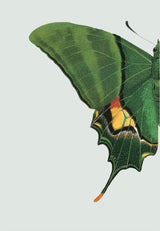 Green Butterfly Left. Mini Print