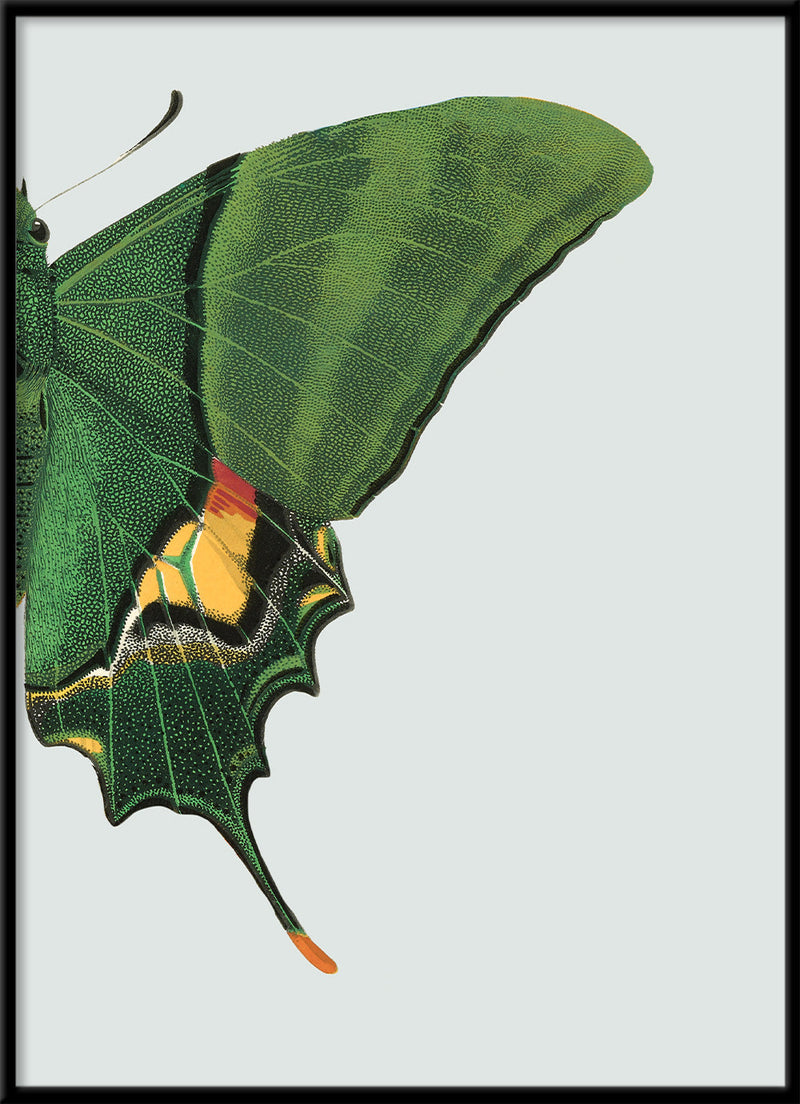 Green Butterfly Right. Mini Print