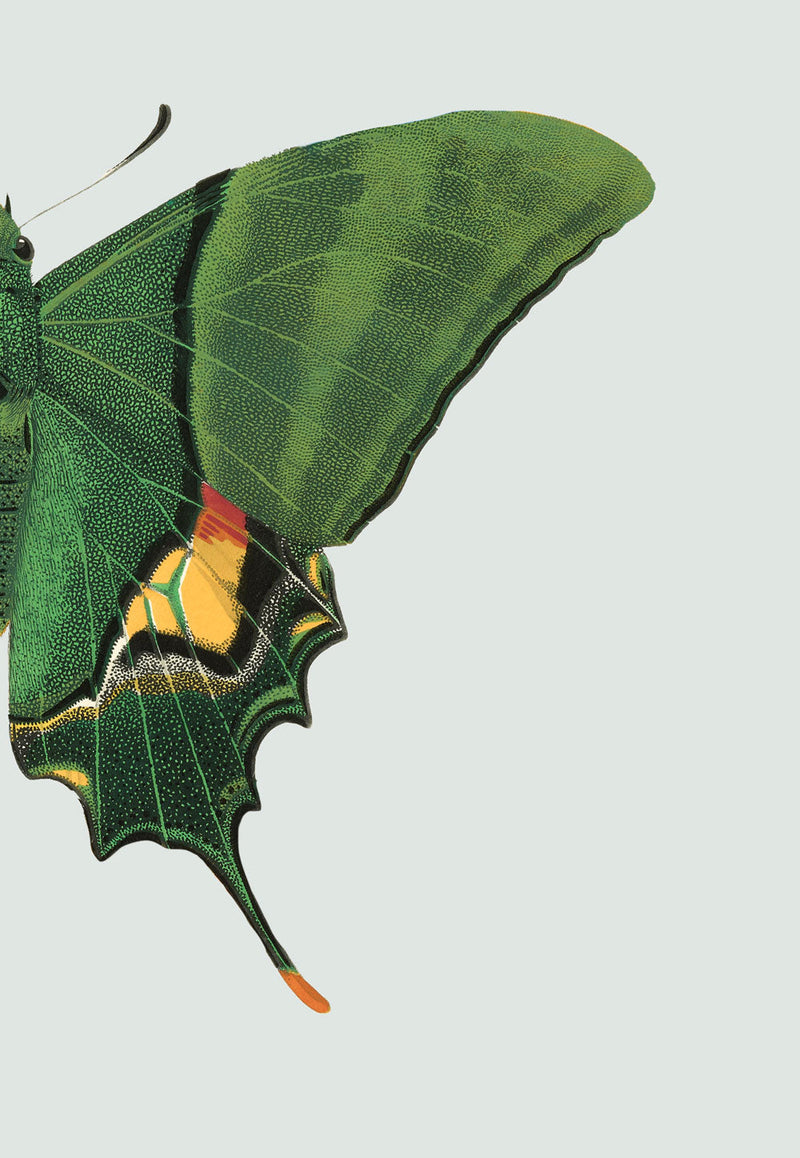 Green Butterfly Right. Mini Print