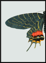 Blue and Orange Butterfly Left. Mini Print