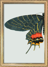 Blue and Orange Butterfly Left. Mini Print