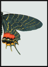 Blue and Orange Butterfly Right. Mini Print