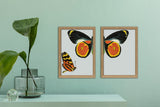 Black and Yellow Butterfly Left. Mini Print