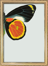Black and Yellow Butterfly Right. Mini Print