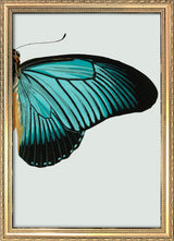 Blue Butterfly Right. Mini Print