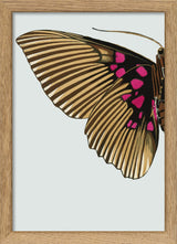 Gold and Fuchsia Butterfly Left. Mini Print
