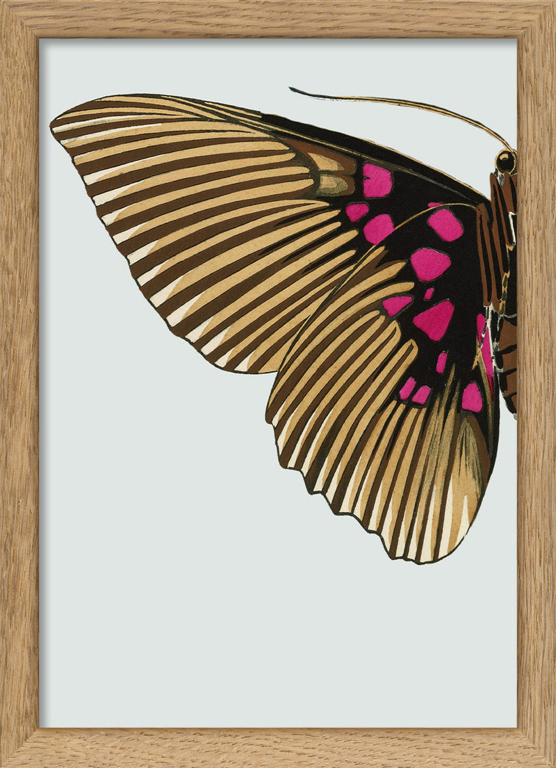Gold and Fuchsia Butterfly Left. Mini Print