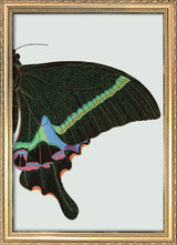 Green spotted Butterfly Right. Mini Print