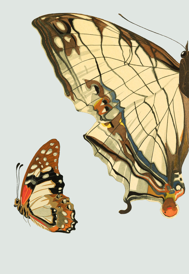 Beige and Brown Butterfly Left. Mini Print