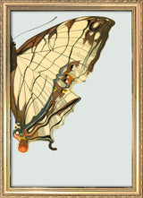 Beige and Brown Butterfly Right. Mini Print