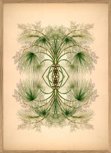 Botanical Reflection Limited Edition Print