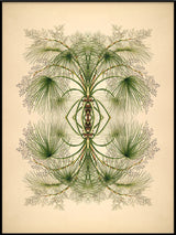 Botanical Reflection Limited Edition Print