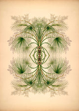 Botanical Reflection Limited Edition Print
