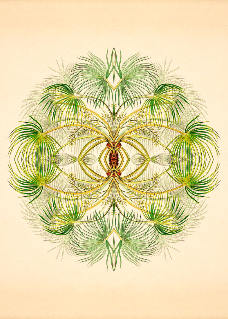 Botanical Reflection Limited Edition Print