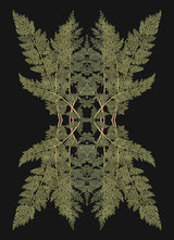 Botanical Reflection Limited Edition Print