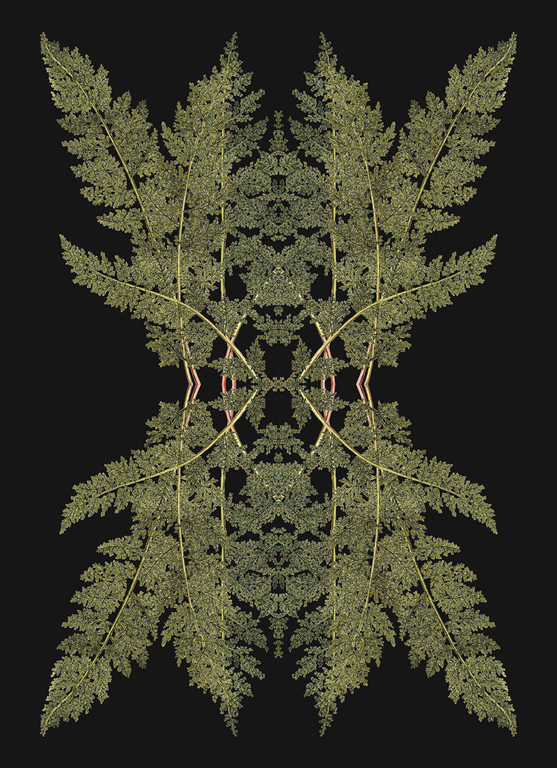 Botanical Reflection Limited Edition Print