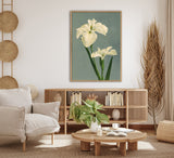 Iris Laevigata - Outlet
