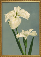 Iris Laevigata